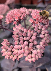 Sedum x Mojave Jewels Sapphire'